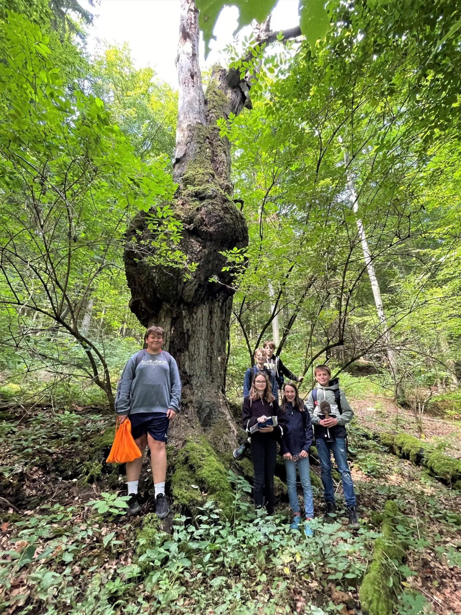 Kleine Gruppe von Kindern steht neben einem großen alten Baum im grünen Wald