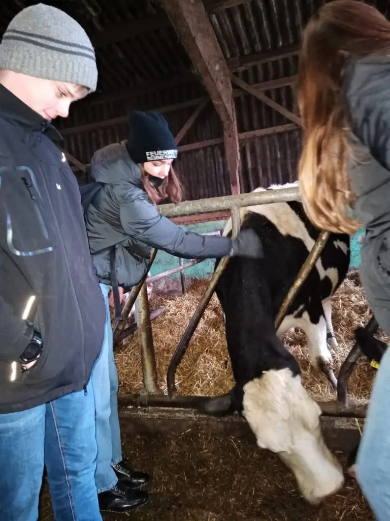 Jugendliche in Winterjacken streicheln im Stall eines Bauernhofs ein Kalb