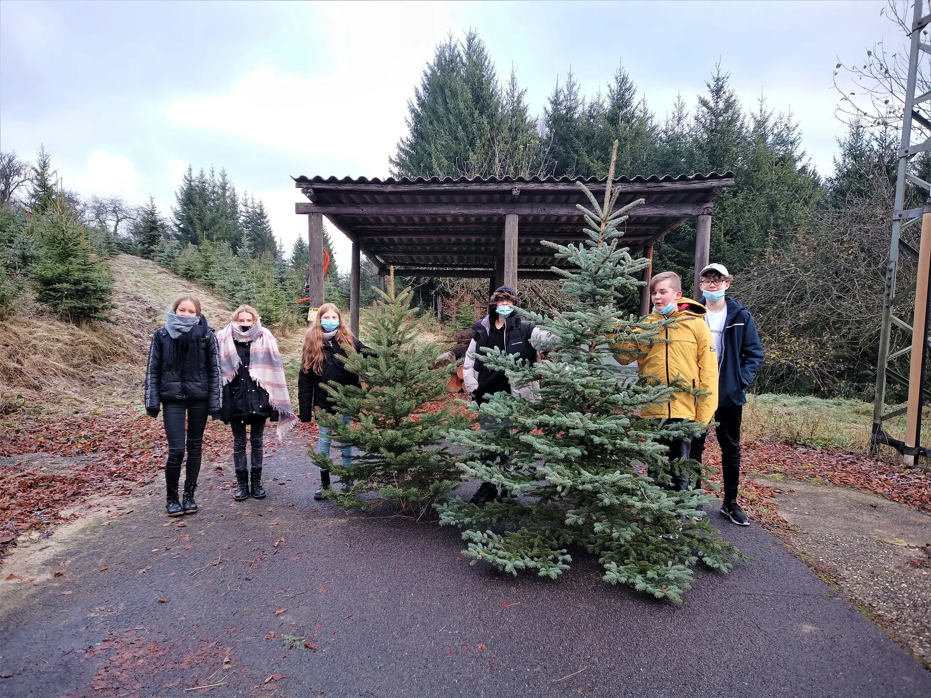 Schülergruppe mit einem frisch geholten Weihnachtsbaum auf einem Waldweg