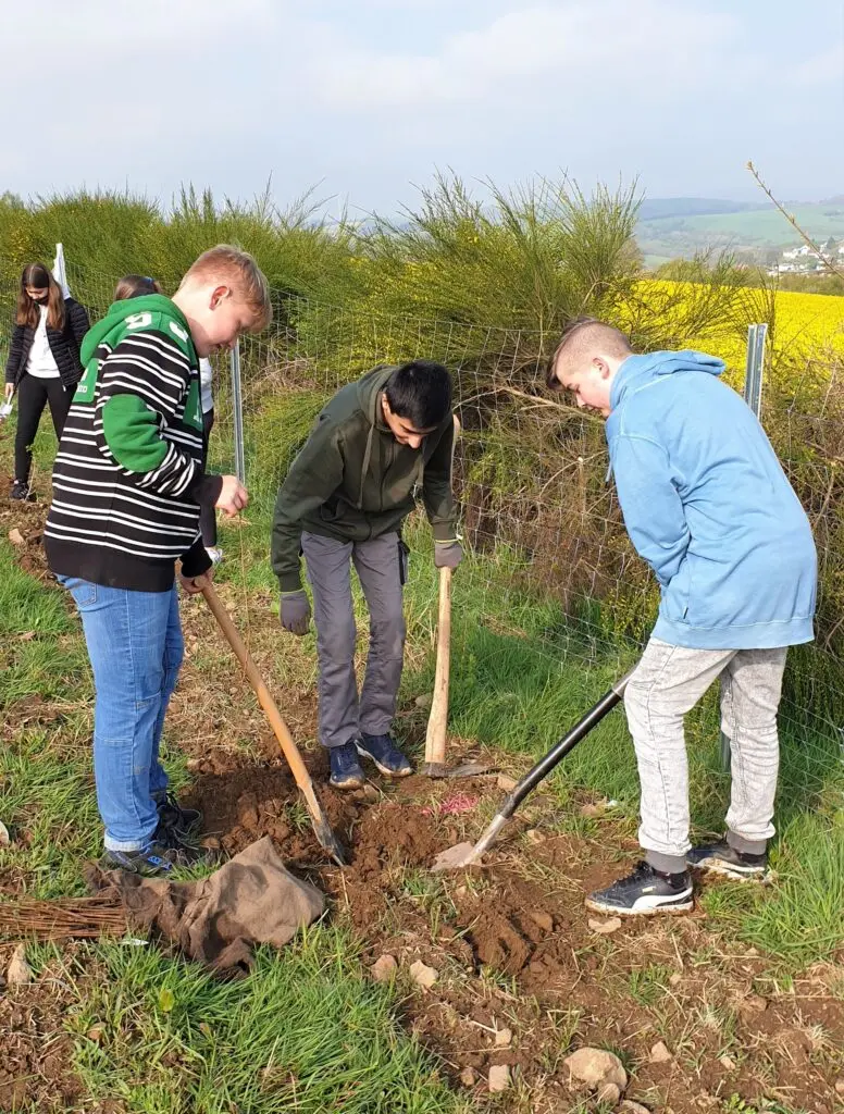 Schülerinnen und Schüler pflanzen mit Spaten junge Bäume auf einer Wiese