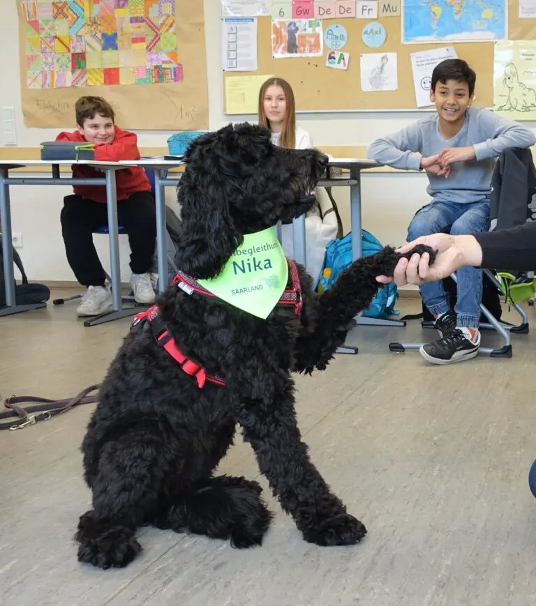 Schwarzer Schulhund mit grünem Halstuch gibt einem Schüler im Klassenraum Pfote
