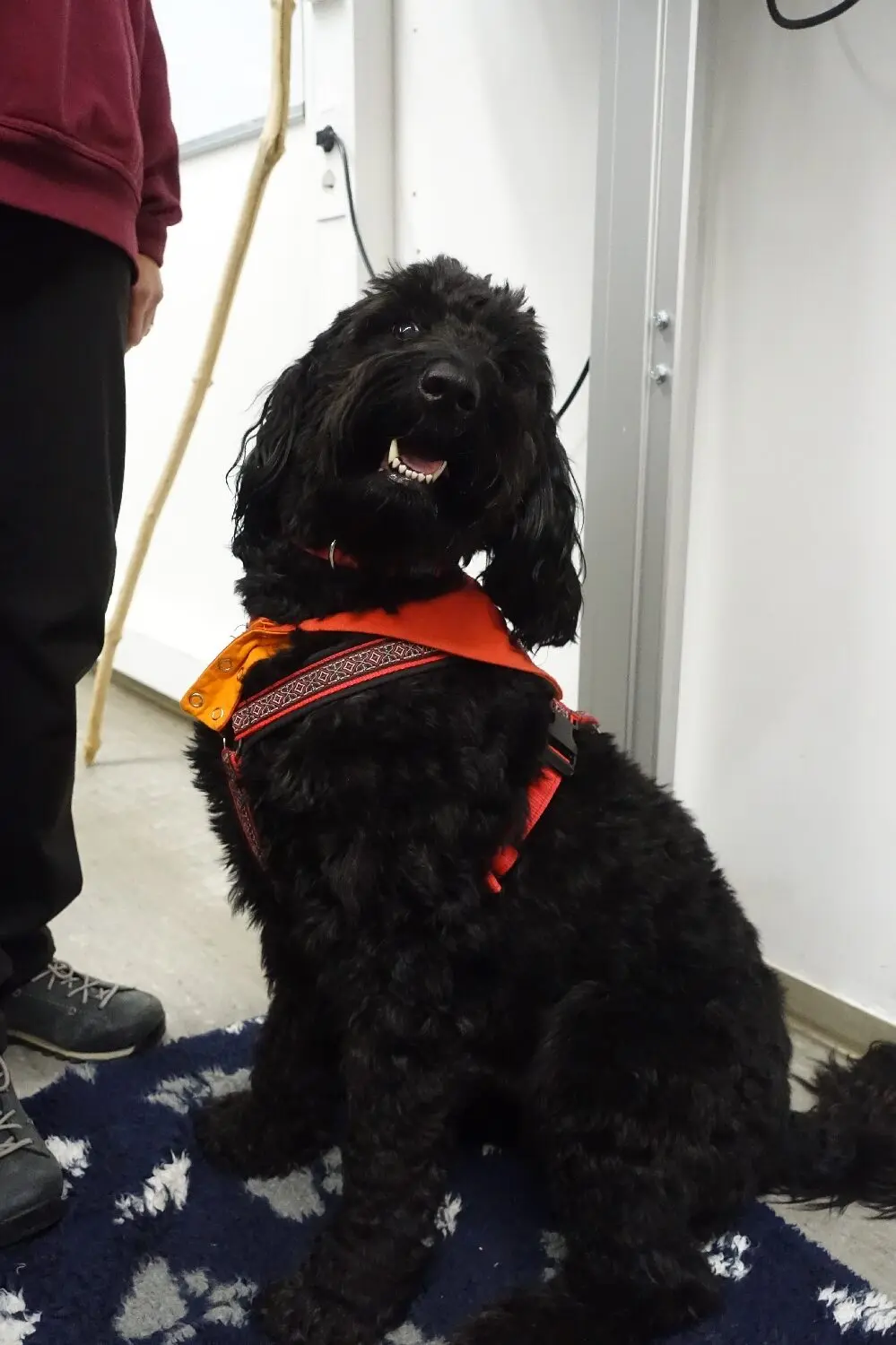 Schwarzer lockiger Hund mit orangem Halstuch sitzt auf dem Boden