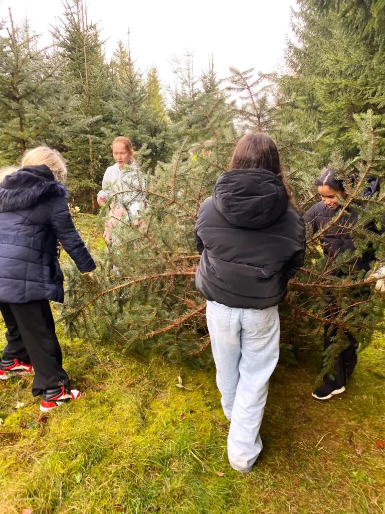 Personen in Winterjacken suchen zwischen jungen Nadelbäumen einen Weihnachtsbaum aus
