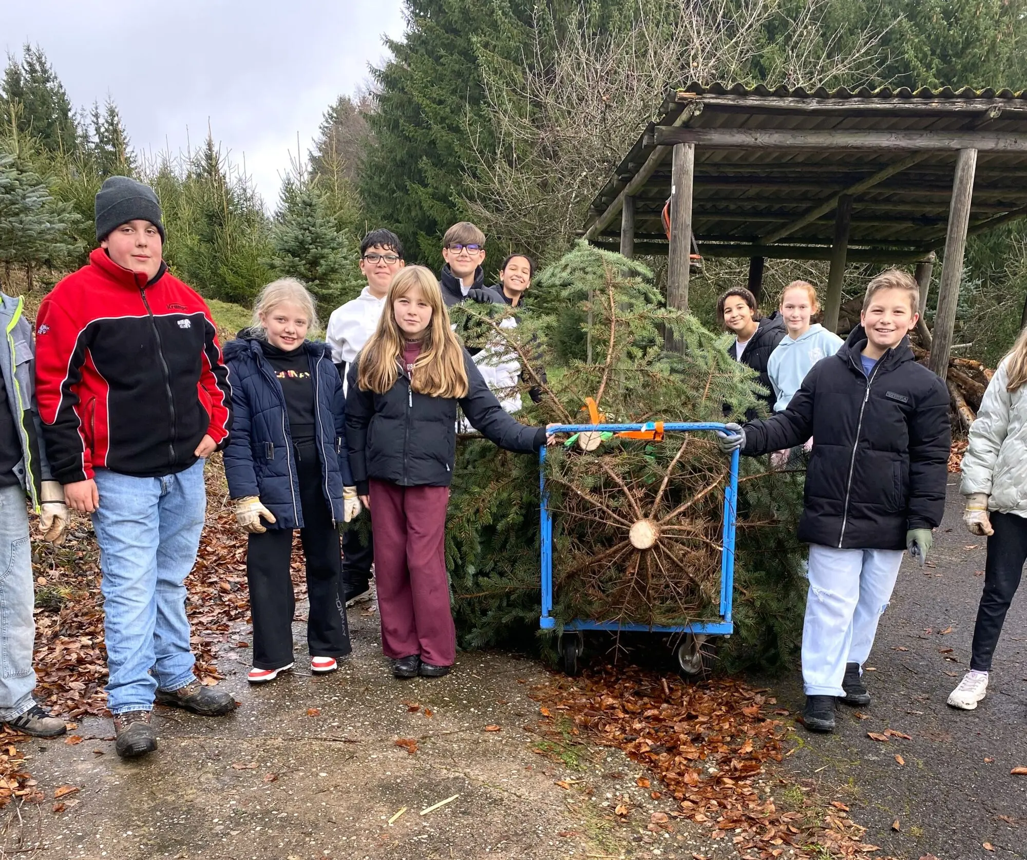 Gruppe aus Schülern und Erwachsenen mit einem gefällten Weihnachtsbaum auf einem Wagen im Wald