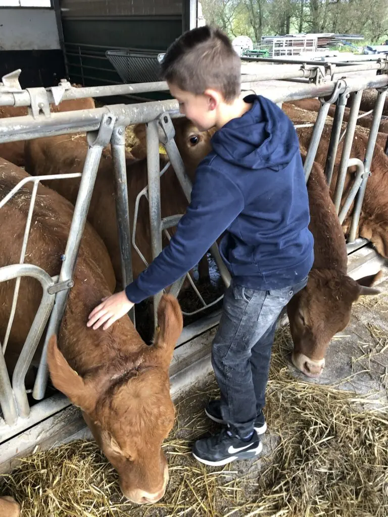 Junge in blauer Jacke streichelt ein braunes Kalb im Stall eines Bauernhofs